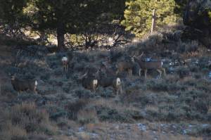 Wyoming Mule Deer